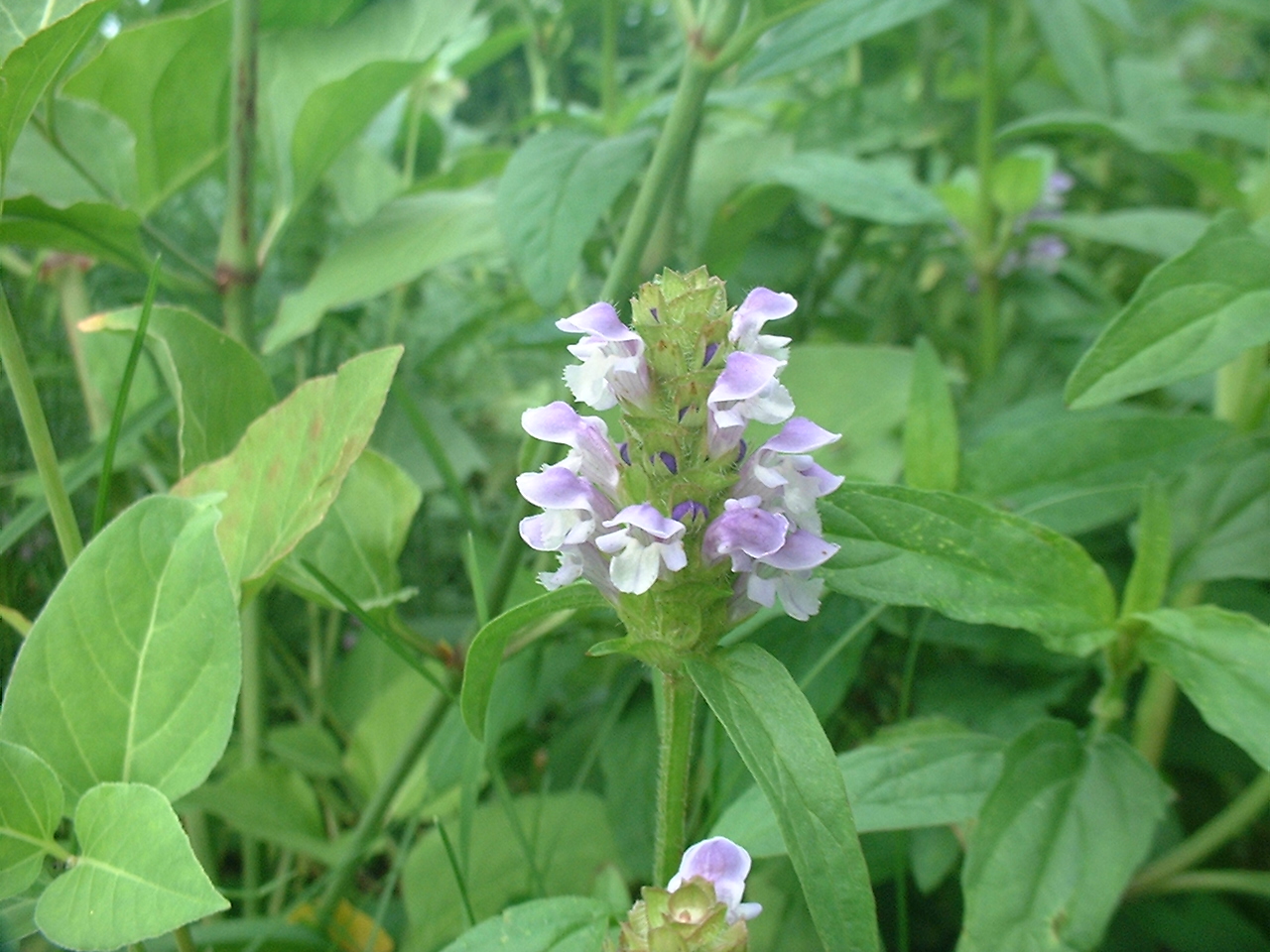 Prunella vulgaris